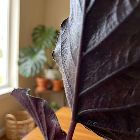 Alocasia Antoro velvet — ambiente 5