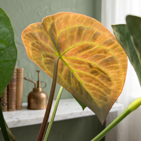Anthurium Botanic — ambiente 3