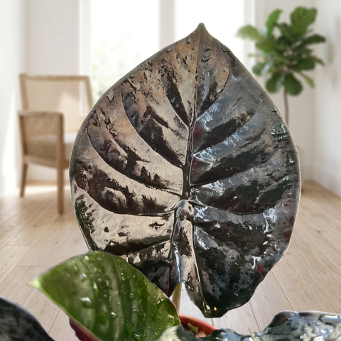 Alocasia Infernalis — ambiente 1
