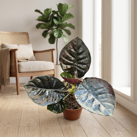 Alocasia Infernalis — ambiente 3