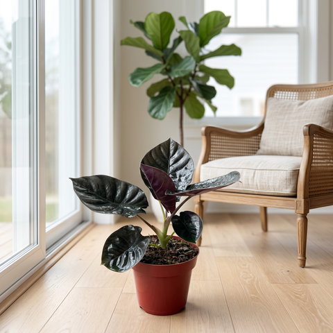 Alocasia Infernalis — ambiente 4
