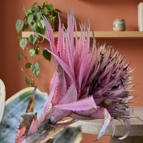 Aechmea fasciata — ambiente 2