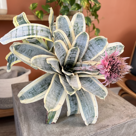 Aechmea fasciata — ambiente 1