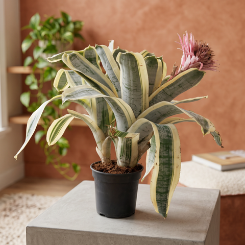 Aechmea fasciata — ambiente 3