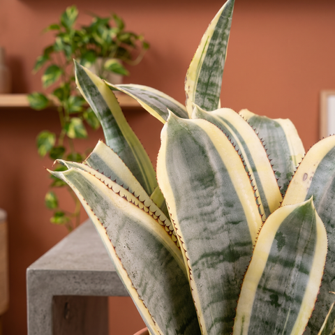 Aechmea fasciata — ambiente 4