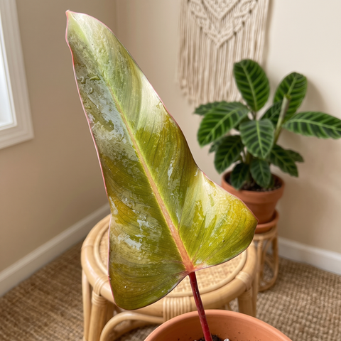 Philodendron dark lord — ambiente 1