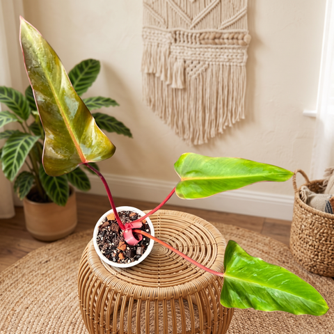Philodendron dark lord — ambiente 3