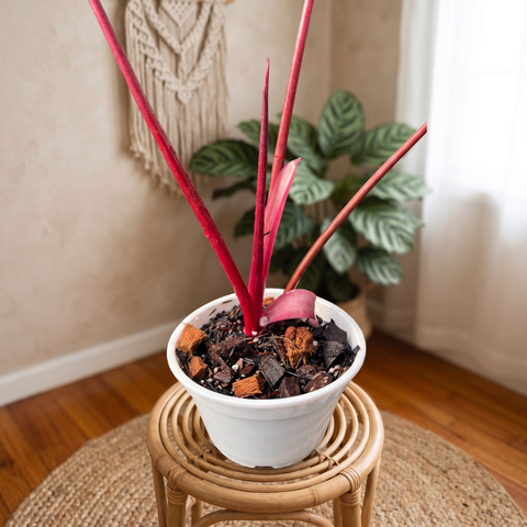 Philodendron dark lord — ambiente 4