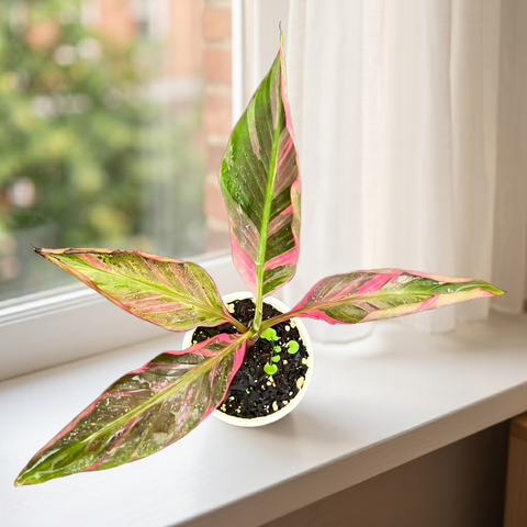 Musa Nono Pink — ambiente 2