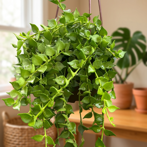 Dischidia million hearts — ambiente 2