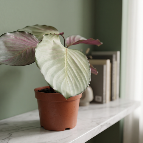 Calathea Silver Plate — ambiente 1