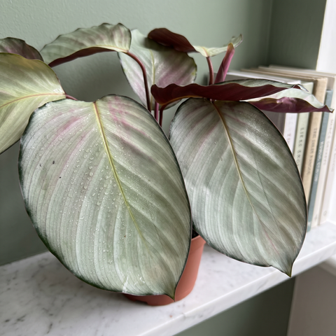 Calathea Silver Plate — ambiente 2