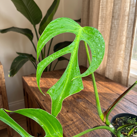 Monstera Burle Marx Flame — ambiente 1