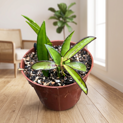 Hoya Wayetii — ambiente 1