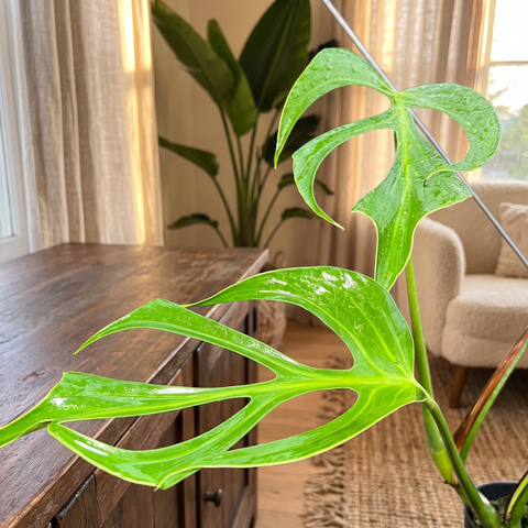 Monstera Burle Marx Flame — ambiente 5