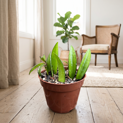 Hoya Wayetii — ambiente 2