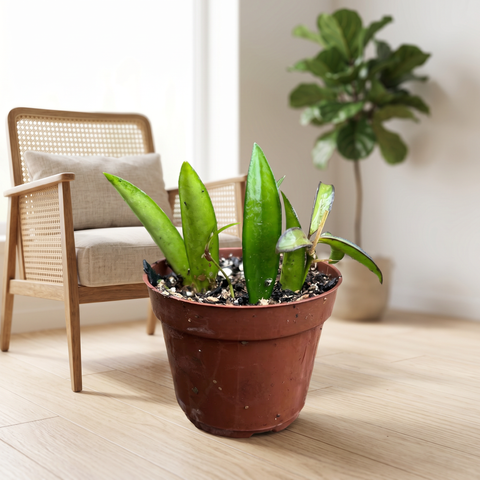 Hoya Wayetii — ambiente 3