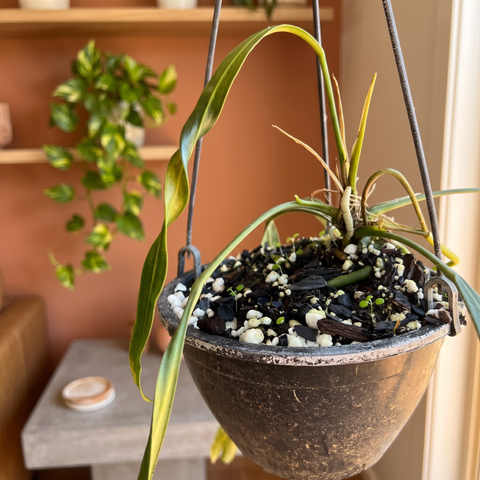Anthurium vittarifolium — ambiente 1