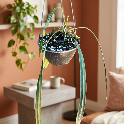 Anthurium vittarifolium — ambiente 3