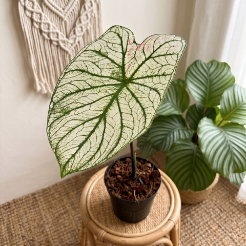 Caladium Rabo de Arraia — ambiente 1