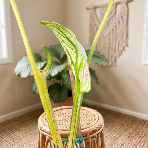 Caladium Rabo de Arraia — ambiente 2