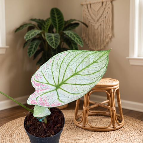 Caladium Rabo de Arraia — ambiente 3