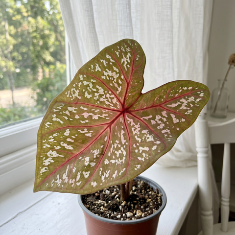 Caladium Poa Branco — ambiente 2