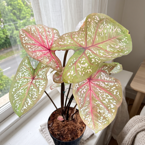 Caladium Poa Branco — ambiente 3