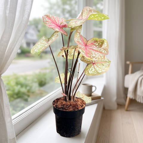 Caladium Poa Branco — ambiente 4