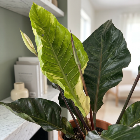 Anthurium Hookeri variegata — ambiente 1