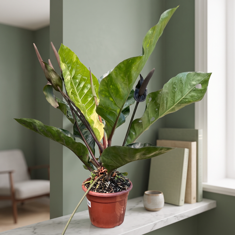 Anthurium Hookeri variegata — ambiente 2