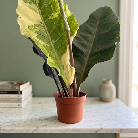 Anthurium Hookeri variegata — ambiente 3