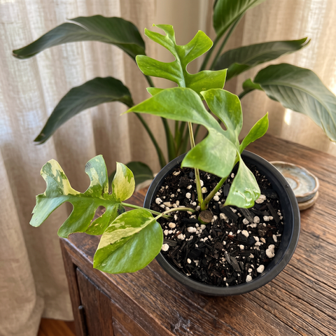 Rhaphidophora variegata — ambiente 2