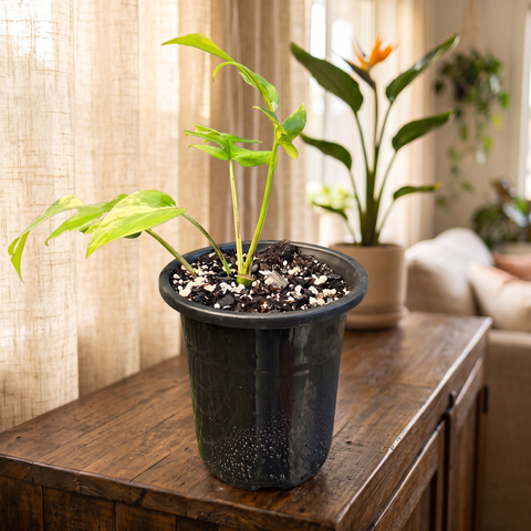 Rhaphidophora variegata — ambiente 3