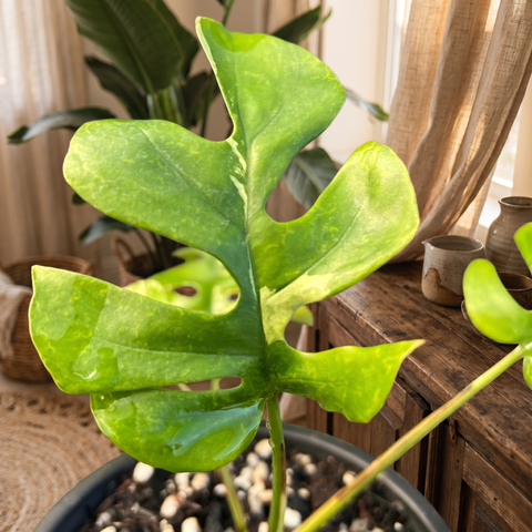 Rhaphidophora variegata — ambiente 1