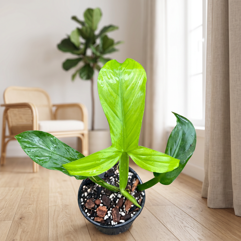 Philodendron Applanatum — ambiente 1
