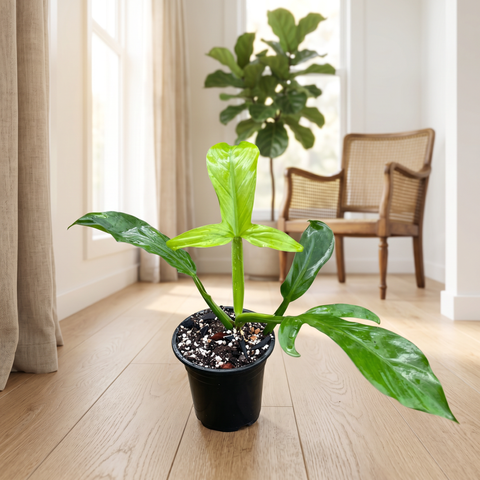 Philodendron Applanatum — ambiente 2