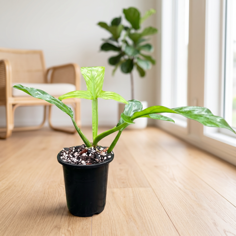Philodendron Applanatum — ambiente 3