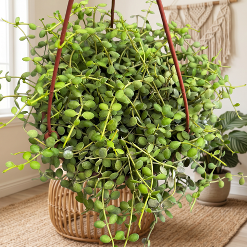 Dischidia nummularia — ambiente 1
