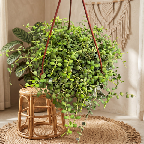 Dischidia nummularia — ambiente 4