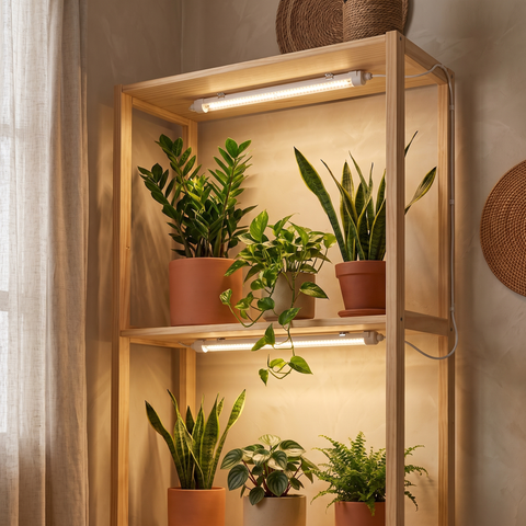 2 Tubulares T8 20W warm white em série iluminando duas prateleiras de plantas