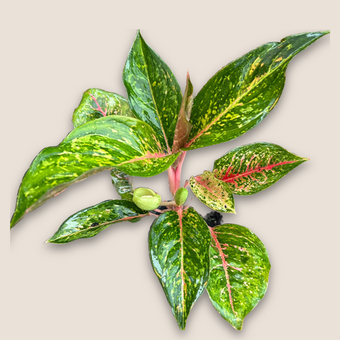 Aglaonema Karat — estúdio