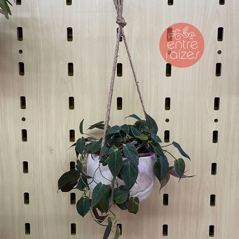 Philodendron micans + cachepot pendente