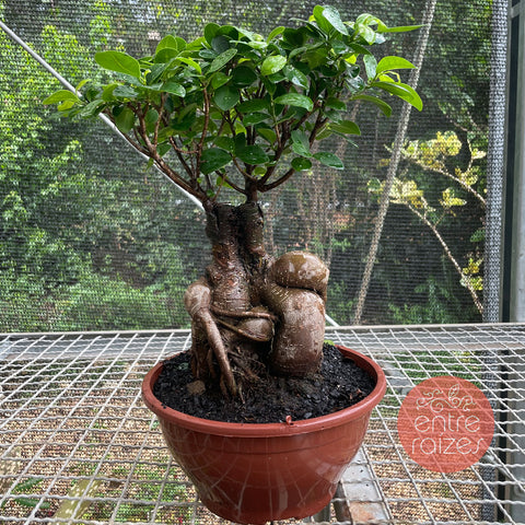 Ficus Microcarpa 'Ginseng' - cuia 21