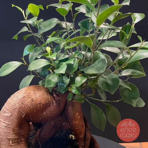 Ficus Microcarpa 'Ginseng' - pote 15