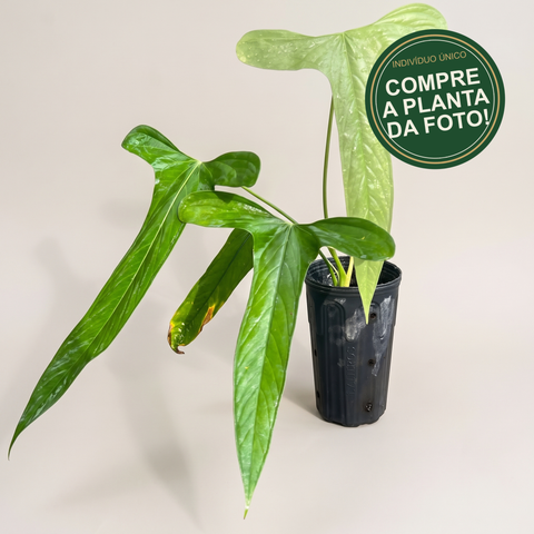 Anthurium Moronense — capa com selo