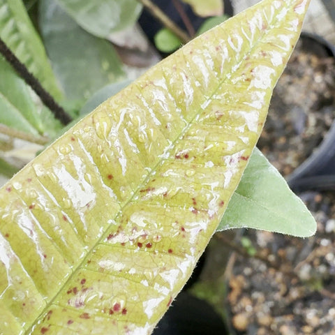 Detalhe da folha bulada de Myrcia lacunosa