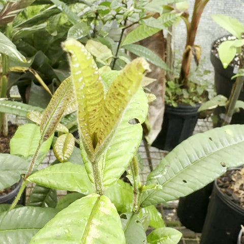Folhas jovens de Myrcia lacunosa