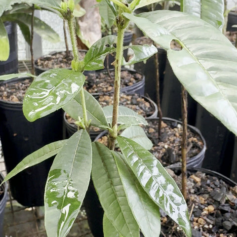 Muda de Myrcia lacunosa no vaso