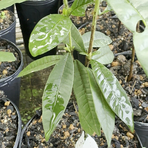 Muda de Myrcia lacunosa no viveiro